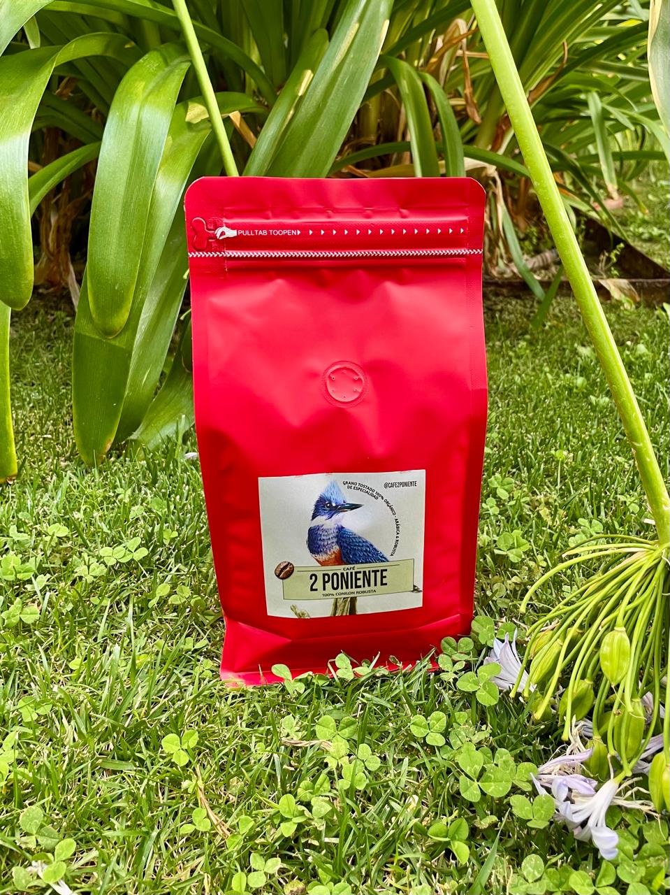 Conilon Robusta